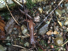 Ensatina eschscholtzii