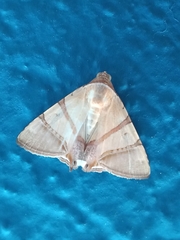 Eulepidotis juncida