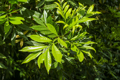 Rhysotoechia elegans (Rhysotoechia)