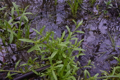 Myosotis laxa