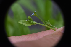 Myosotis laxa