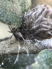 Anelosimus studiosus