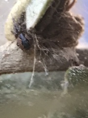 Anelosimus studiosus