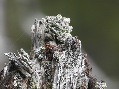 Acroscyphus sphaerophoroides