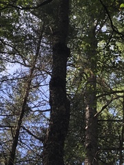 Betula alleghaniensis