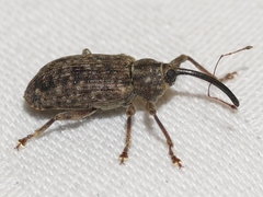 Dorytomus mucidus