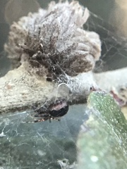 Anelosimus studiosus