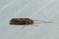 Hydrobiosidae