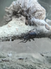 Anelosimus studiosus