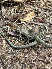 Cnemidophorus gramivagus