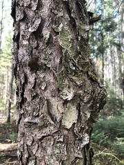 Betula alleghaniensis