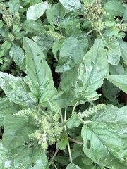 Amaranthus retroflexus