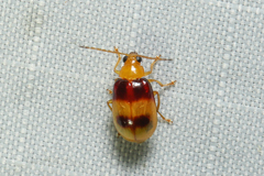 Monolepta australis