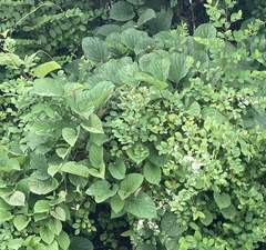 Neustanthus phaseoloides