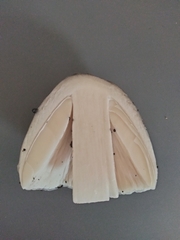 Amanita vaginata