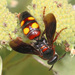 Noble Scoliid Wasp - Photo (c) Judy Gallagher, some rights reserved (CC BY-SA), uploaded by Judy Gallagher