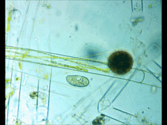 Paramecium