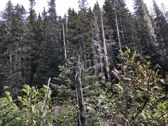 Acroscyphus sphaerophoroides