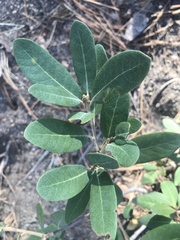 Chrysolepis sempervirens