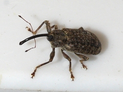 Dorytomus mucidus