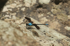 Diphlebia euphoeoides