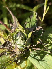 Rhopalomyia solidaginis