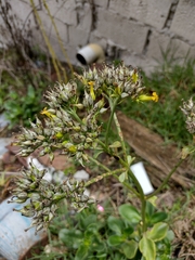 Kalanchoe densiflora