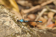 Diphlebia euphoeoides
