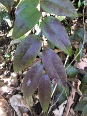 Leucothoe