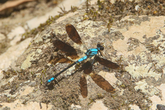 Diphlebia euphoeoides