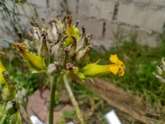 Kalanchoe densiflora