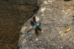 Diphlebia euphoeoides