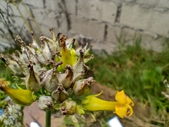Kalanchoe densiflora