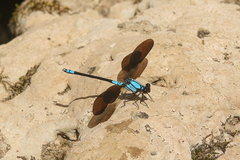 Diphlebia euphoeoides