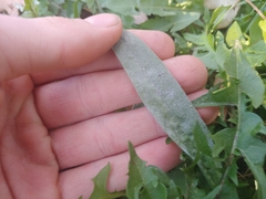 Golovinomyces sordidus