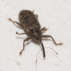 Dorytomus mucidus