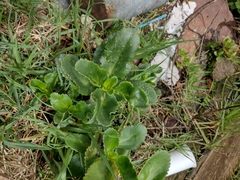Kalanchoe densiflora