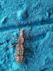 Anthribidae