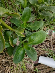 Kalanchoe densiflora