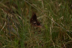 Junonia coenia