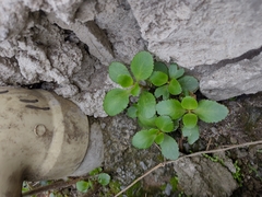 Kalanchoe densiflora