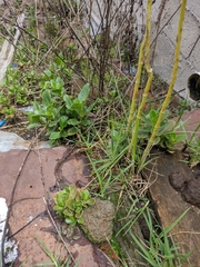 Kalanchoe densiflora