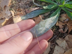 Golovinomyces sordidus