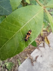 Coelophora inaequalis