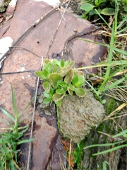 Kalanchoe densiflora