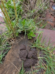 Kalanchoe densiflora