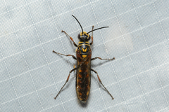 Thynninae