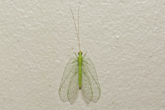 Ankylopteryx pallida
