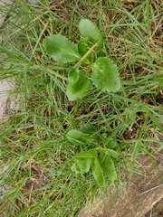 Kalanchoe densiflora