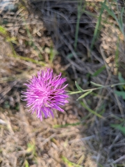 Centaurea × gerstlaueri